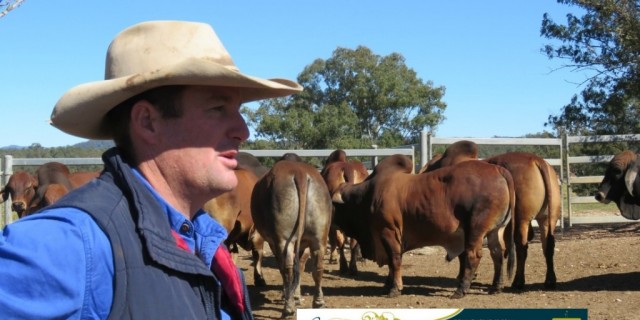 Bizzy Jomanda Bull and Female Sale 