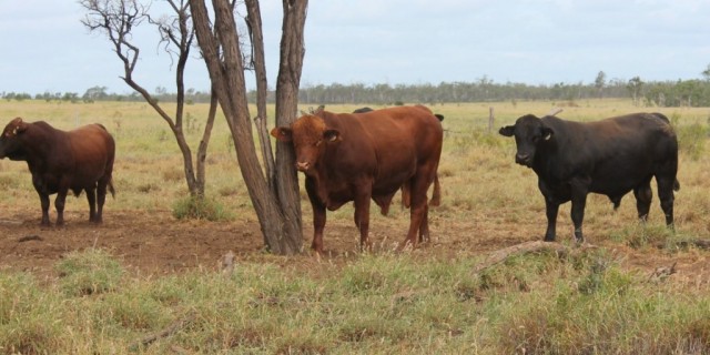Young herd bulls for Sale 