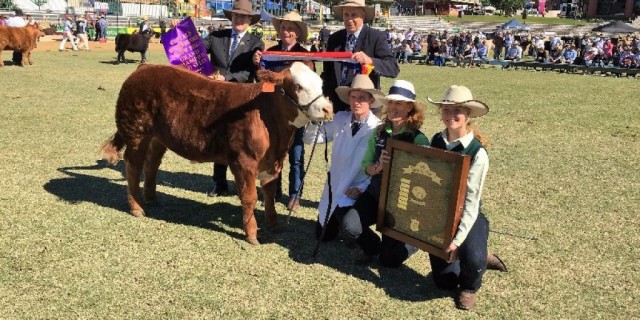 EKKA GRAND CHAMPION LED STEER