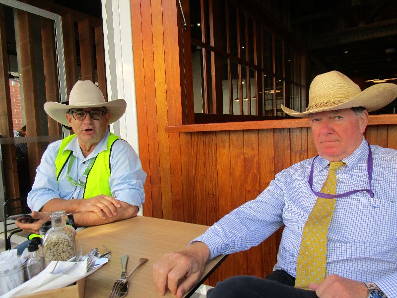 EKKA Led Steers 