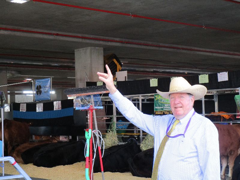 EKKA Led Steers 