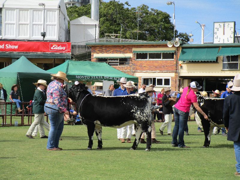 EKKA Led Steers 