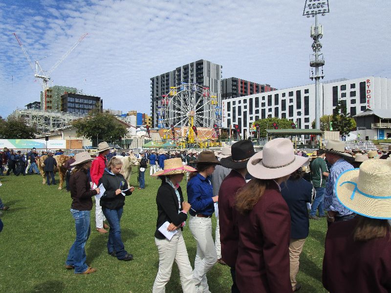 EKKA Led Steers 