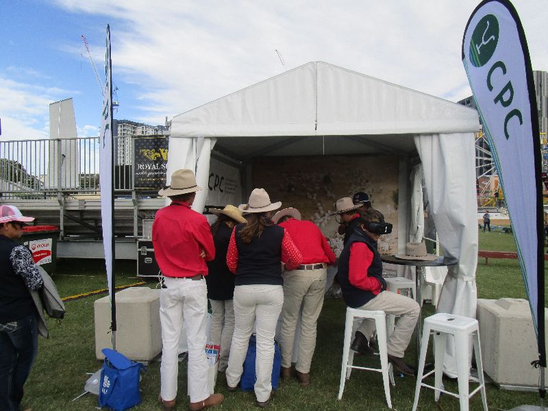 EKKA Led Steers 