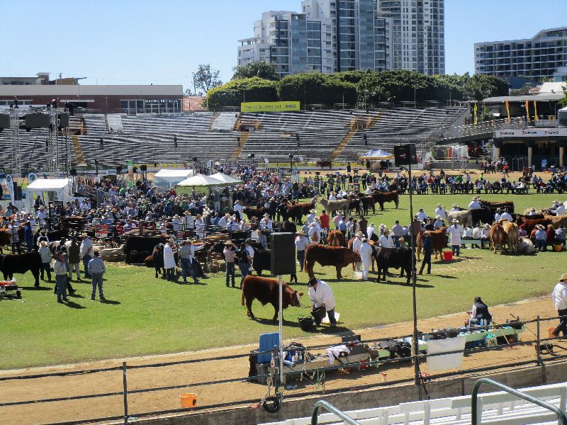 EKKA Led Steers 