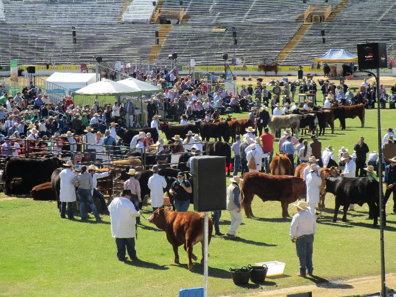 EKKA Led Steers 