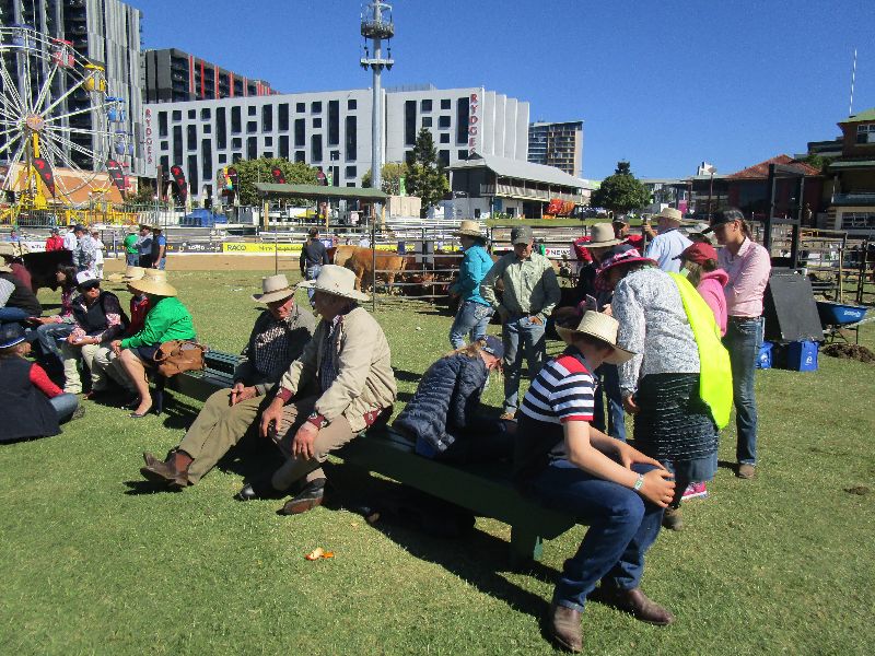 EKKA Led Steers 