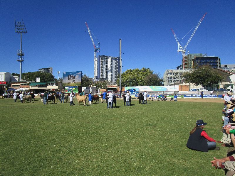 EKKA Led Steers 