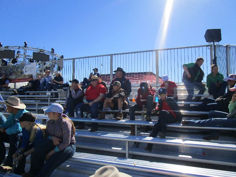 EKKA Led Steers 