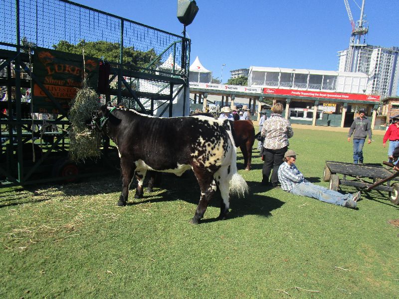 EKKA Led Steers 