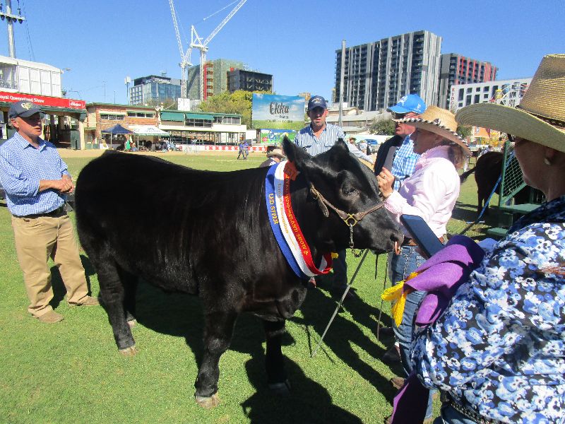 EKKA Led Steers 