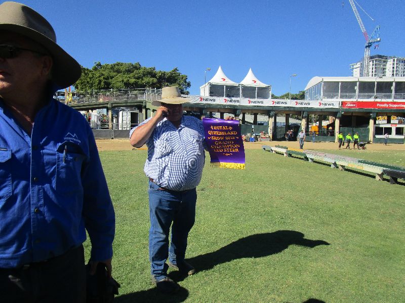 EKKA Led Steers 