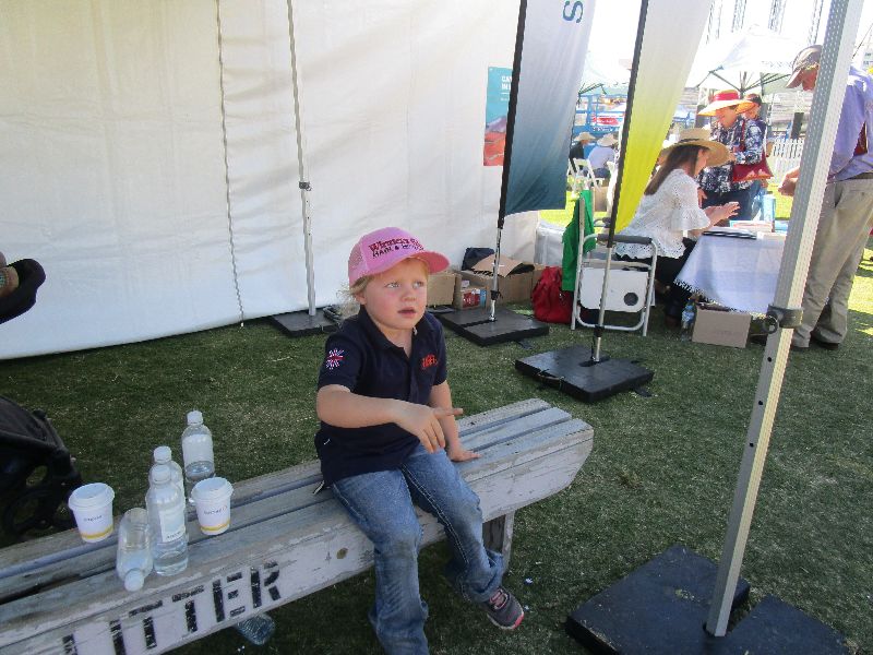 EKKA Led Steers 
