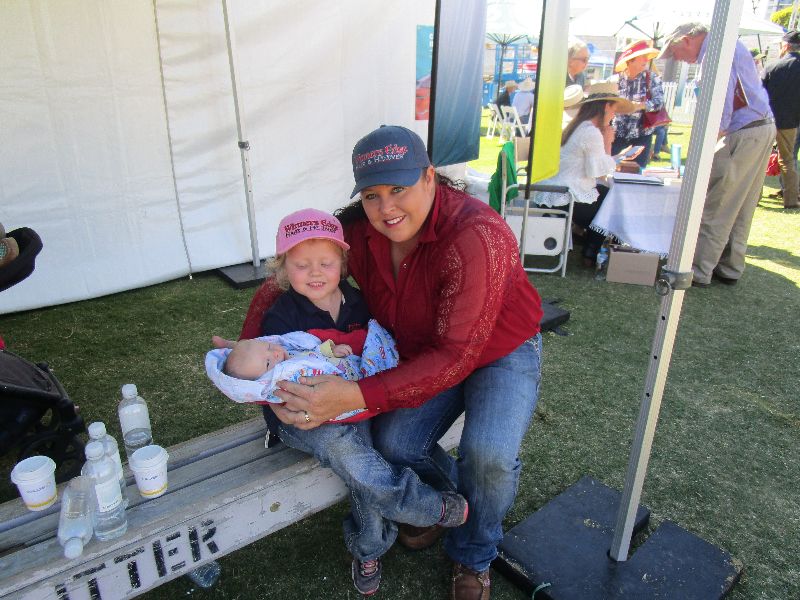 EKKA Led Steers 