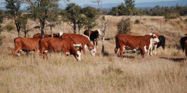 FOR SALE 65 EU PTIC COWS