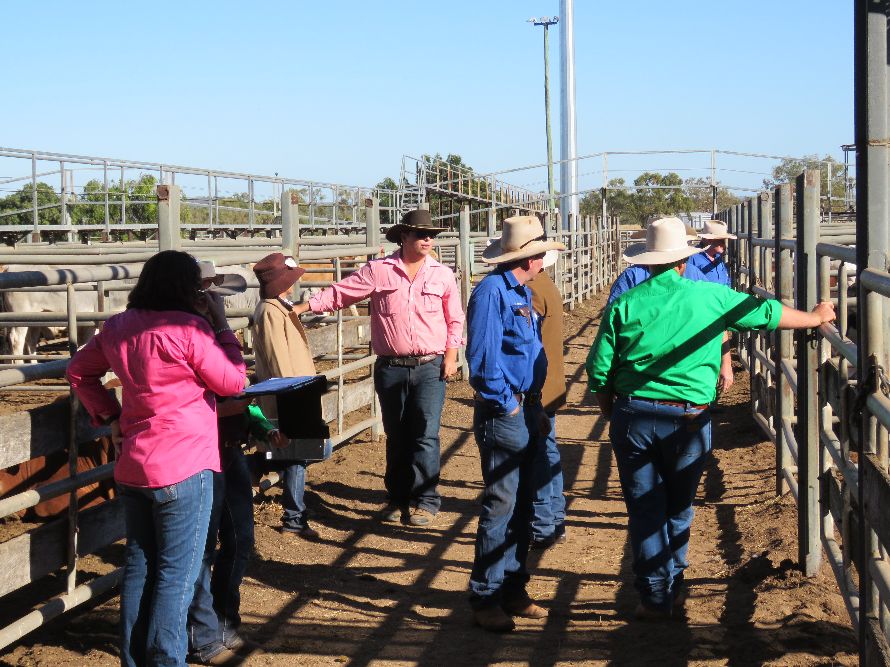 Northern Beef Producers Commercial Cattle Sale 