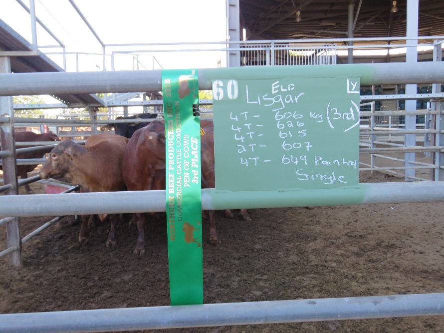Northern Beef Producers Commercial Cattle Sale 