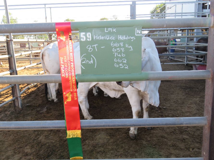 Northern Beef Producers Commercial Cattle Sale 