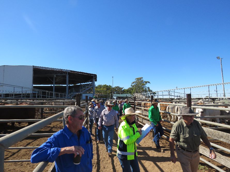 Northern Beef Producers Commercial Cattle Sale 