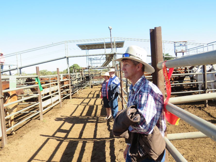 Northern Beef Producers Commercial Cattle Sale 