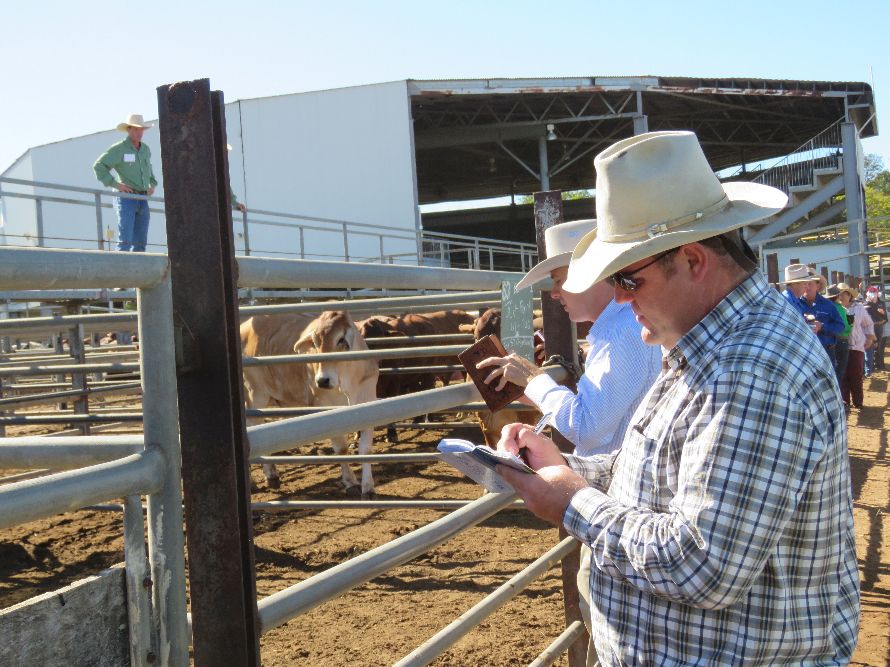 Northern Beef Producers Commercial Cattle Sale 