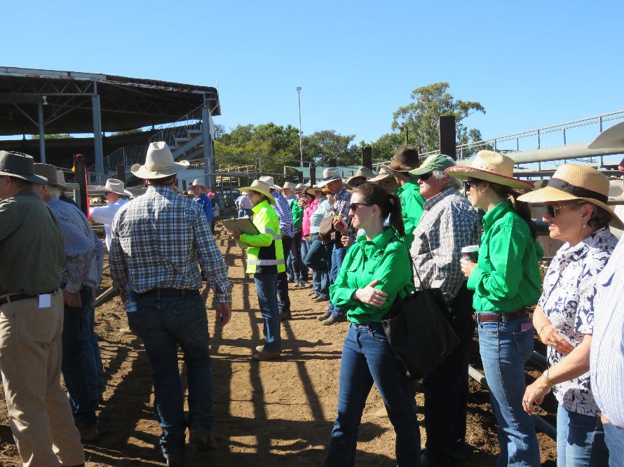 Northern Beef Producers Commercial Cattle Sale 