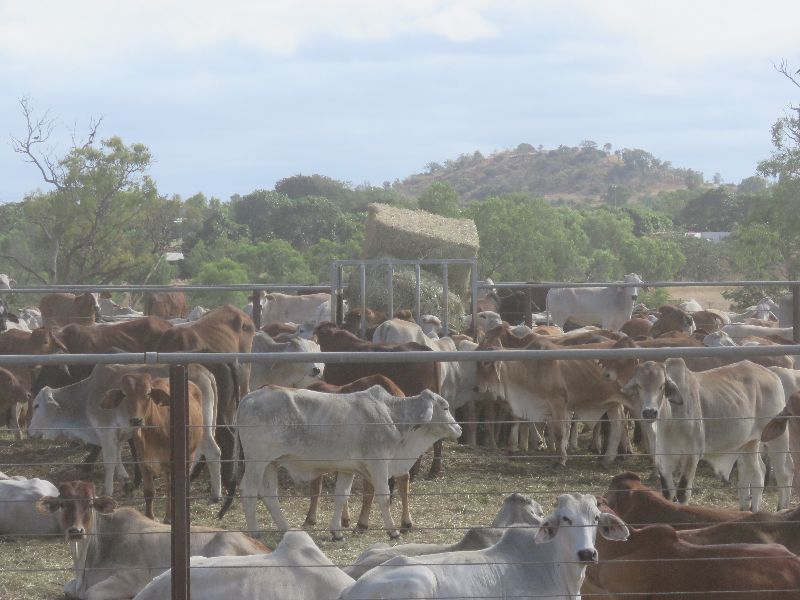 Brahmans in strong Demand 