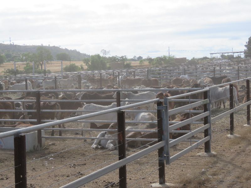 Brahmans in strong Demand 