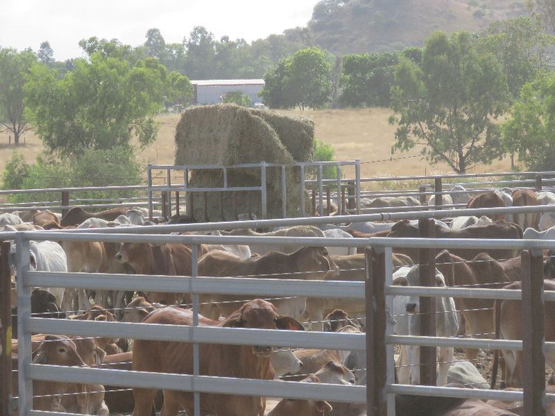 Brahmans in strong Demand 