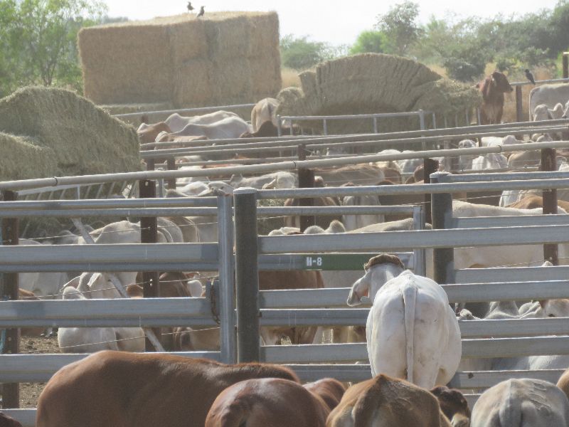 Brahmans in strong Demand 