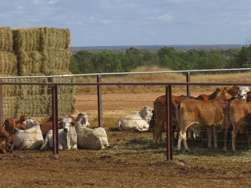 Brahmans in strong Demand 