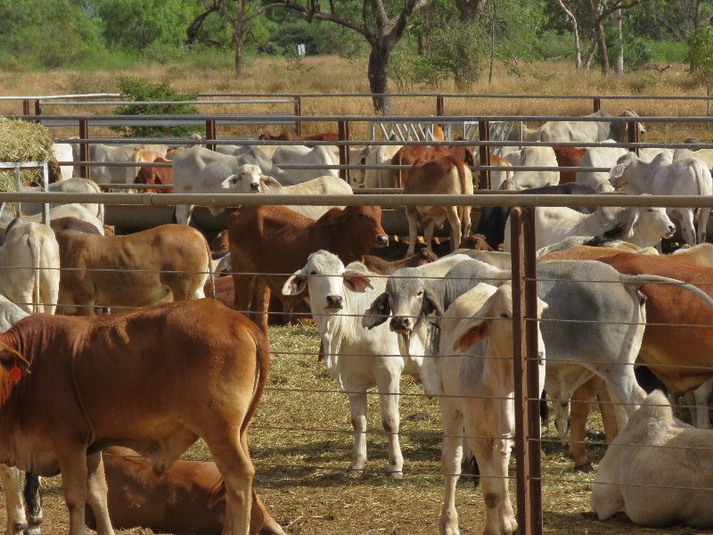 Brahmans in strong Demand 