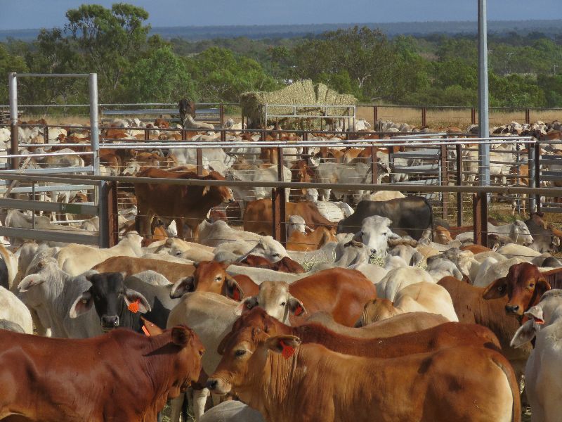 Brahmans in strong Demand 