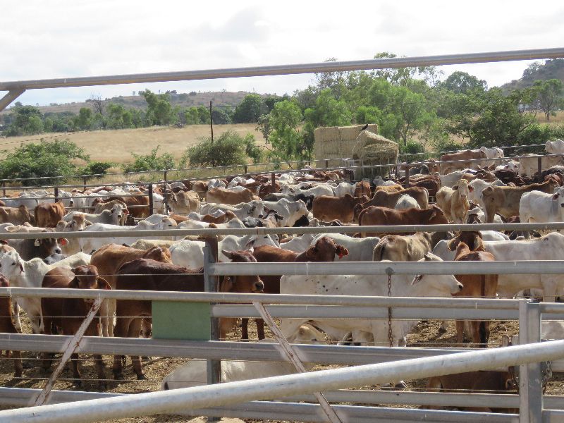 Brahmans in strong Demand 