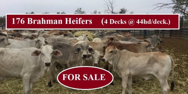 176 Brahman Heifers ( FOR SALE )