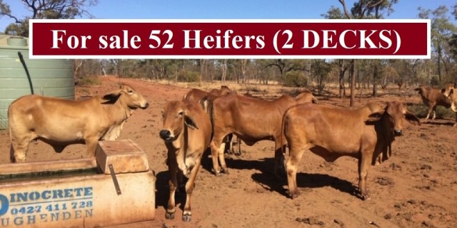 For sale 52 Heifers
