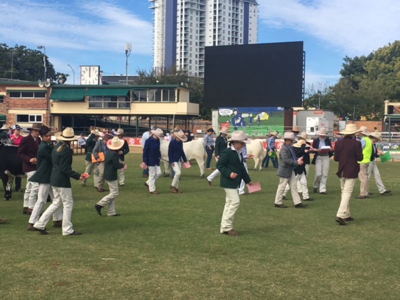 EKKA Led Steers 