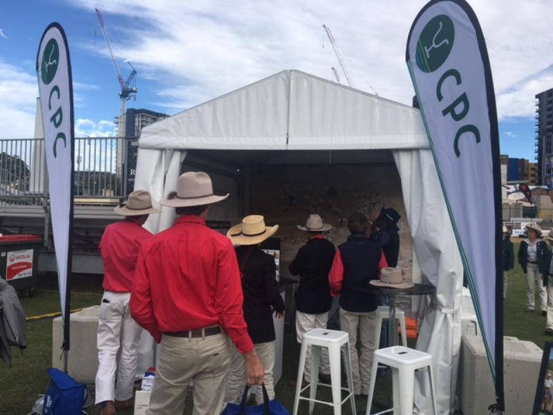 EKKA Led Steers 