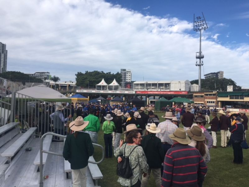 EKKA Led Steers 