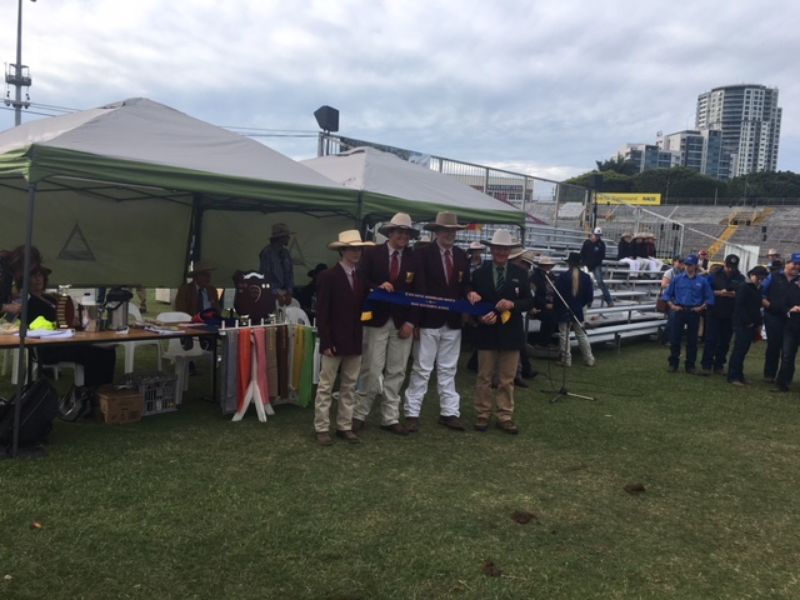 EKKA Led Steers 