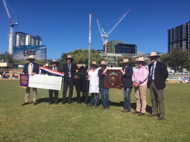 EKKA Led Steers 