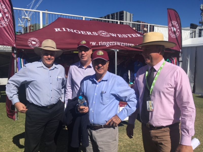 EKKA Led Steers 