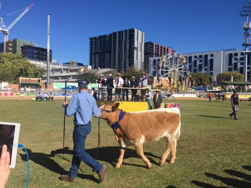 EKKA Led Steers 