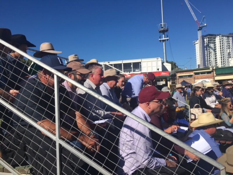 EKKA Led Steers 