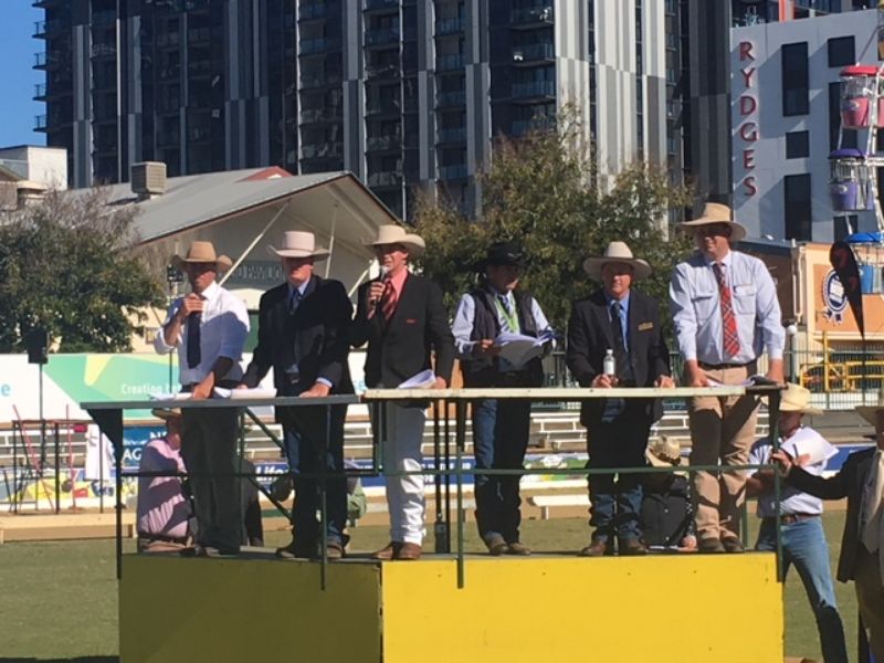 EKKA Led Steers 
