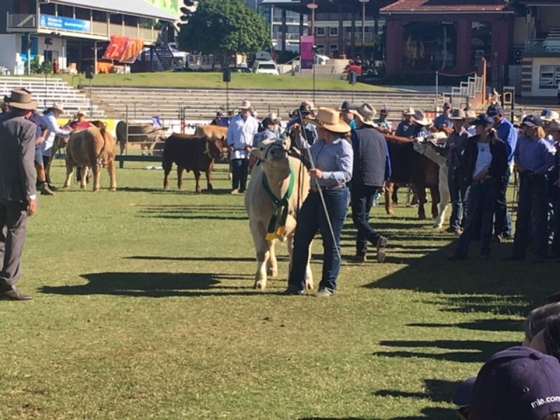 EKKA Led Steers 
