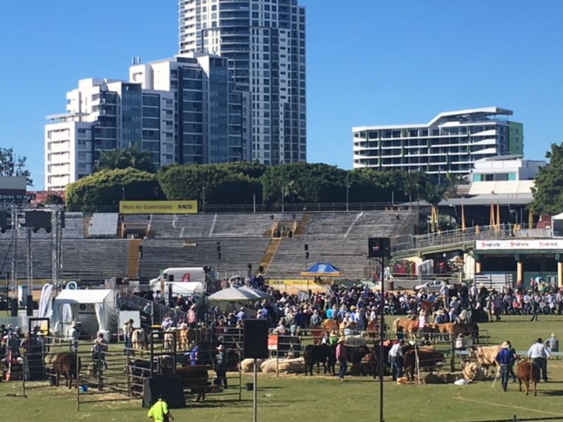EKKA Led Steers 