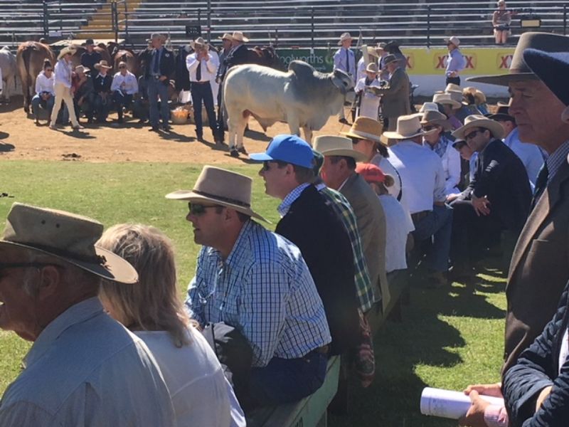 M.D.M.  EKKA WRAP UP
