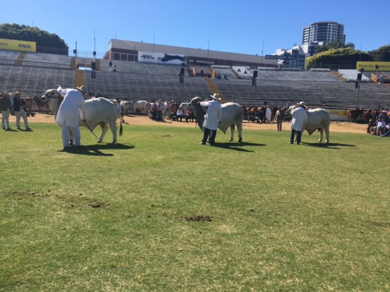 M.D.M.  EKKA WRAP UP