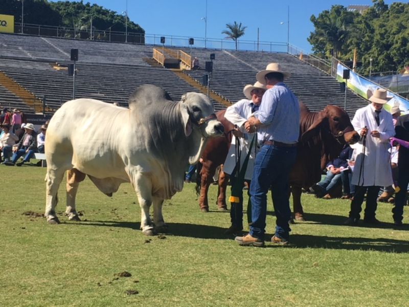 M.D.M.  EKKA WRAP UP